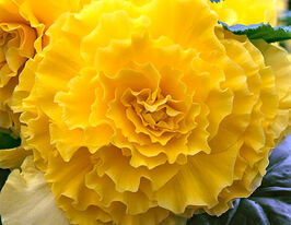 Бегонія АмеріГібрид Рафлд F1 Єллоукупити