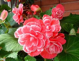 Бегонія АмеріГібрид Рафлд F1 Пікоті лейк Рожевакупити