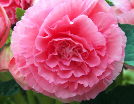 Бегонія АмеріГібрид Рафлд F1 Рожевакупити