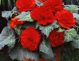 Бегонія АмеріГібрид Рафлд F1 Червонакупити