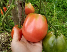 Томат Ослячі Вухакупити