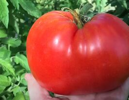 Томат Три Толстяка купить