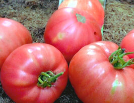 Томат Сахарный Бизон купить