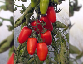 Томат Черрипальчики купить