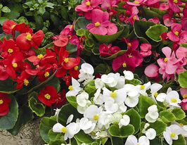 Бегонія вічноквітуча Бада Бінг F1 сумішкупити