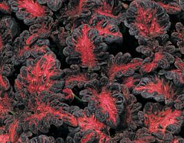 Колеус Блюма Блек Дрегонкупити