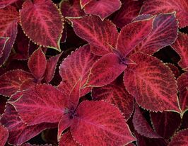 Колеус Візард Блюма Велвет Редкупити