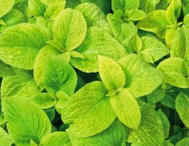 Колеус Блюма Візард Голденкупити