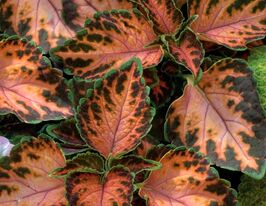 Колеус Блюма Візард Корал Санрайзкупити