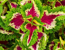 Колеус Блюма Візард Роузкупити