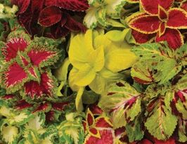 Колеус Блюма Візард Сумішкупити