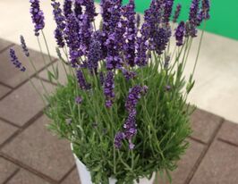 Лаванда узколистная Блу Спир купить