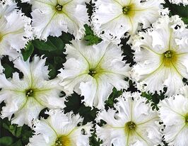 Петунія грандіфлора бахромчаста Крайкови Завойкупити