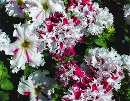 Петуния крупноцветная низкоросл Позрав с Яромнерже купить