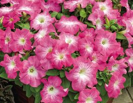 Петуния грандифлора Тритуния F1 розовое утро купить