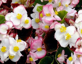 Бегонія вічноквітуча Лученець F1купити