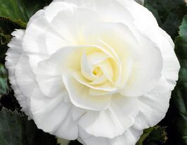 Бегонія Тубероза Гоу-Гоу F1 білакупити