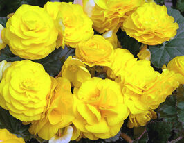 Бегонія Тубероза Гоу-Гоу F1 жовтакупити