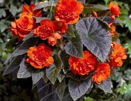 Бегонія Тубероза Гоу-Гоу F1 помаранчевакупити