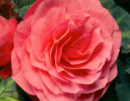 Бегонія Тубероза Гоу-Гоу F1 рожевакупити