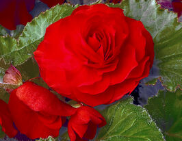 Бегонія Тубероза Гоу-Гоу F1 скарлеткупити