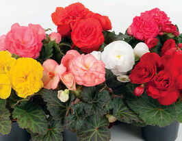 Бегонія Тубероза Гоу-Гоу F1 сумішкупити