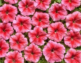 Петуния низкорослая Клаудия F1 купить