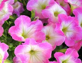 Петуния миллифлора Пикобелла F1 розовое утро купить