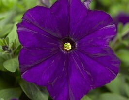 Петуния миллифлора Пикобелла F1 синяя купить