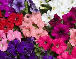 Петуния миллифлора Пикобелла F1 смесь купить