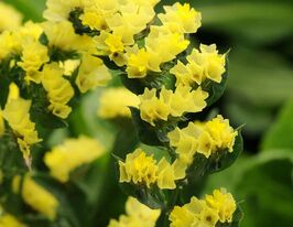 Лимоніум (статиця) виїмчастий жовтийкупити