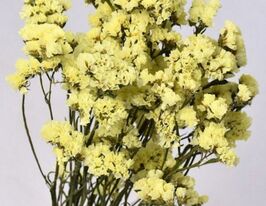 Лимоніум (статиця) виїмчастий лимоннийкупити