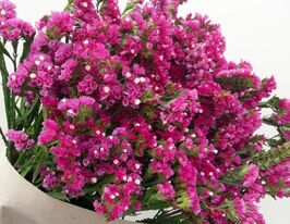 Лимоніум пурпуровийкупити