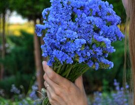 Лимониум синий купить