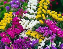 Лимоніум (статиця) виїмчастий сумішкупити