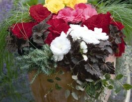 Бегония Нонстоп Мокка F1 смесь купить