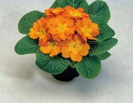 Примула великоквіткова Піонер F1 бронзовакупити