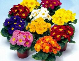 Примула крупноцветковая Пионер F1 смесь купить