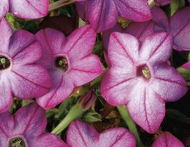 Табак крылатый Саратога F1 Пьорпл Биколор купить