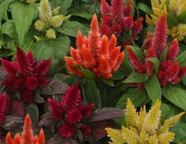 Целозія периста Космо суміш  5 шткупити