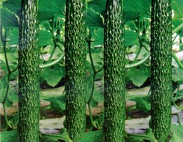 Огурец Китайский змей купить