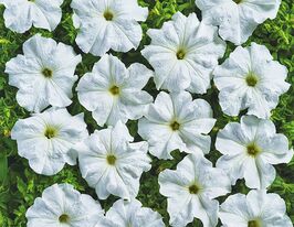 Петунія гібридна великоквіткова низькоросла Пуваб F1купити