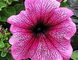 Петунія гібридна великоквіткова низькоросла Снені F1купити