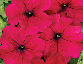 Петунія гібридна великоквіткова низькоросла Тоуга F1купити