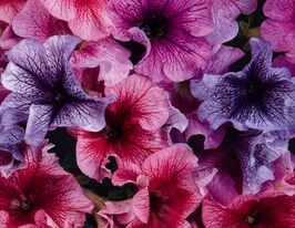Петунія грандіфлора Дедді F1 сумішкупити
