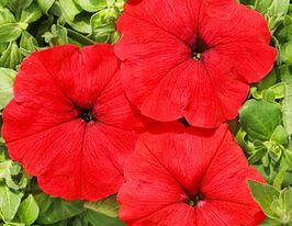 Петунія грандіфлора Дрімс F1 червонакупити