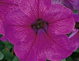 Петунія грандифлора Ігл F1 сливовакупити