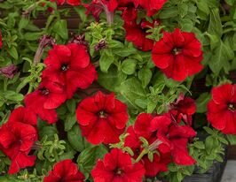 Петунія грандифлора Ігл F1 червонакупити