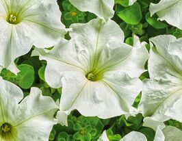 Петунія грандіфлора Містрал F1 білакупити