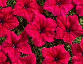Петунія грандіфлора Містрал F1 бургундікупити